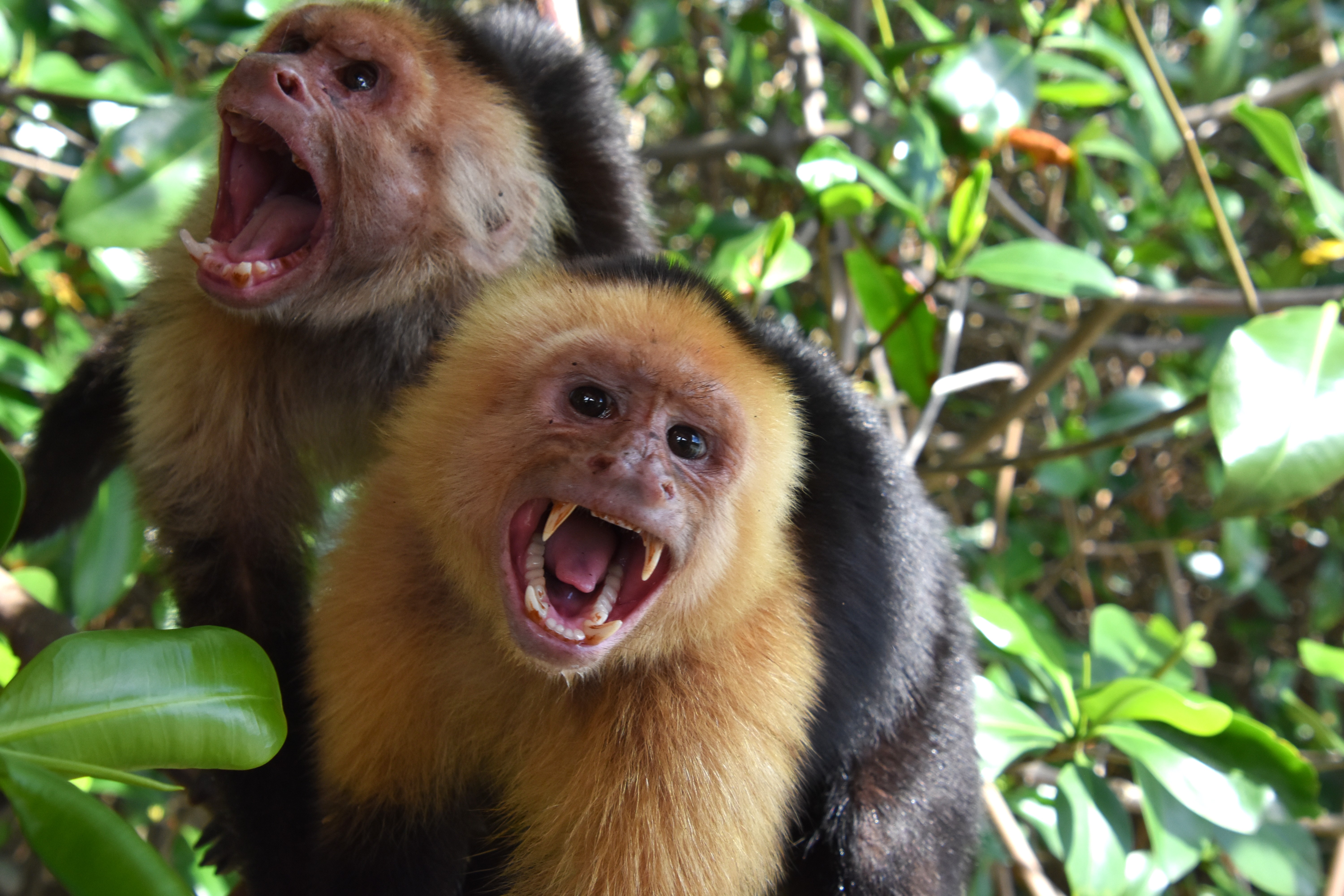 Capuchin monkeys in the Costa Rica jungle